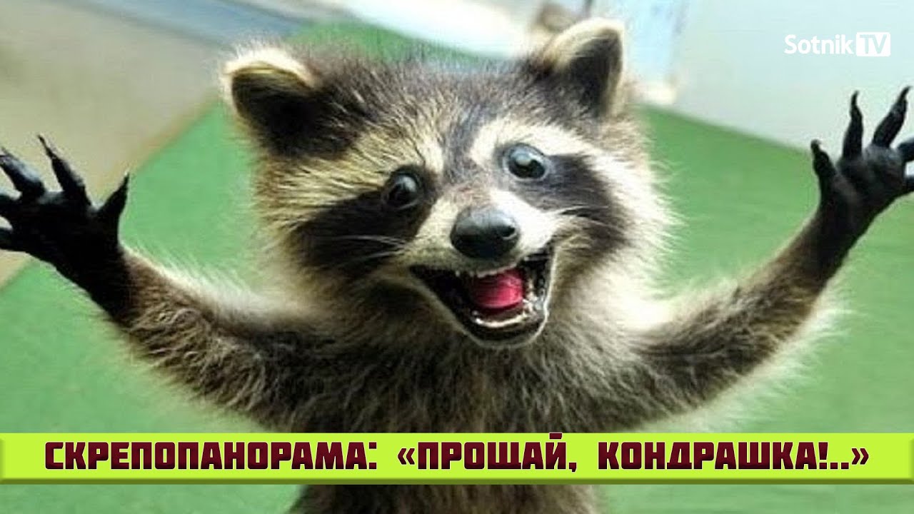 СКРЕПОПАНОРАМА: «ПРОЩАЙ, КОНДРАШКА!..»