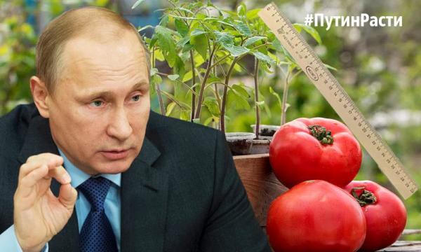 Мощный ответ...ударил по помидорам. Отомстил за побитые С-З00 и Торы