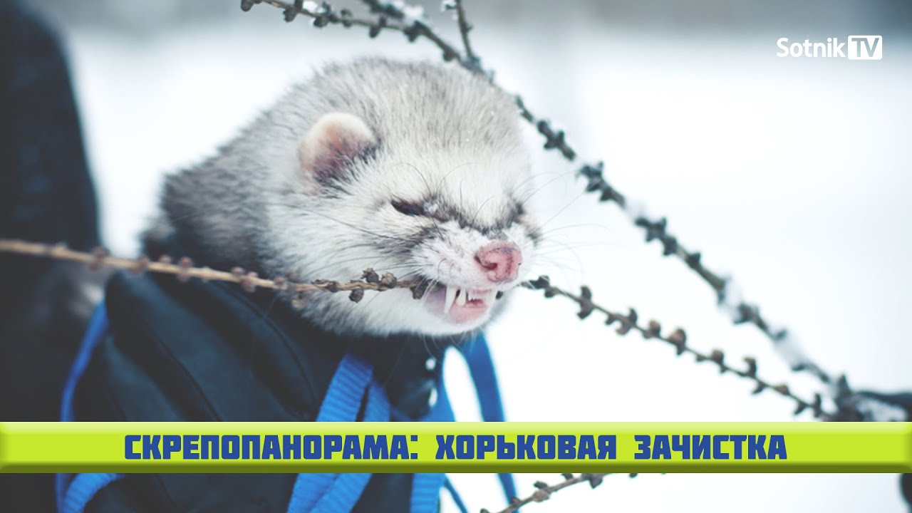 СКРЕПОПАНОРАМА: ХОРЬКОВАЯ ЗАЧИСТКА