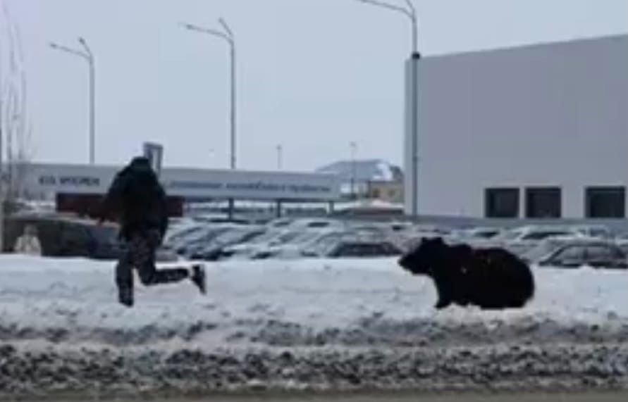 В России медведь бродил по городу и бросался на прохожих. ВИДЕО
