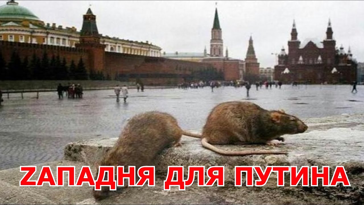 ZАПАДНЯ ДЛЯ ПУТИНА