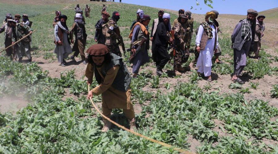 Талибан подорвал гармонию в мире наркоторговцев