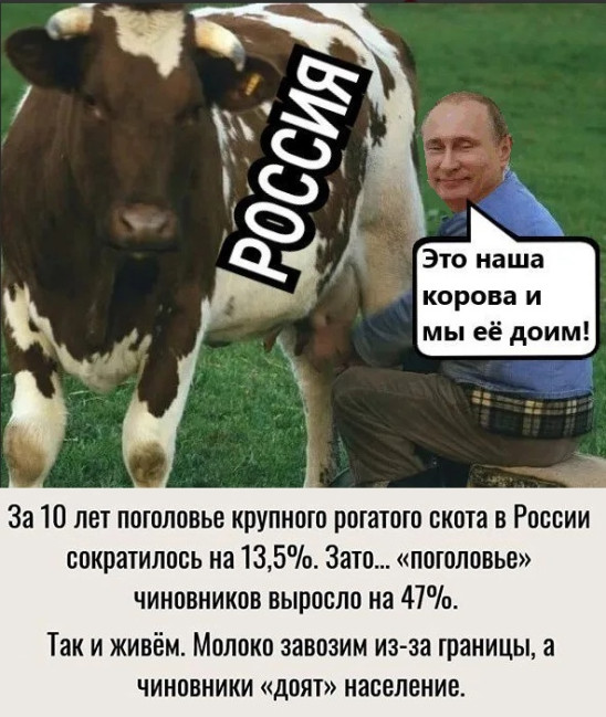 “Растут надои”