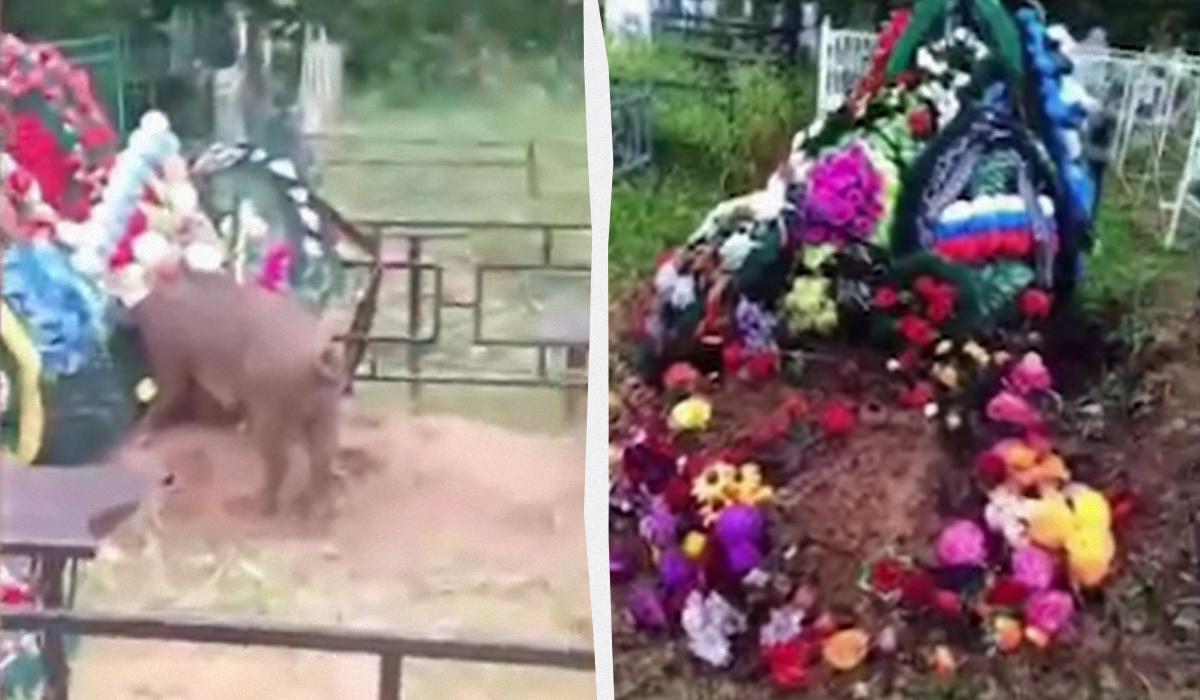В России могилы "героев СВО" раскапывают "свиньи-вандалы" (видео)